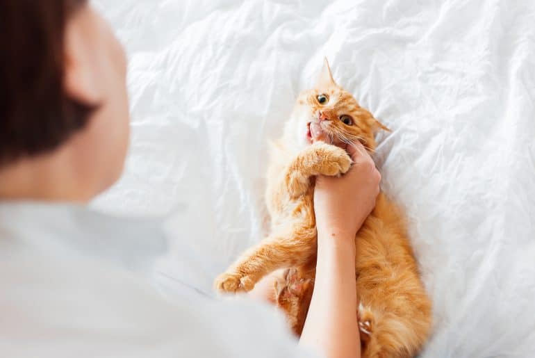Ginger cat bites woman's hand. The fluffy pet plays with woman on bed.