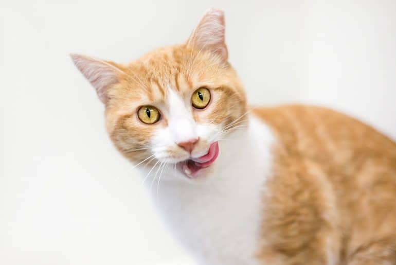 An orange tabby and white domestic shorthair cat licking its lips
