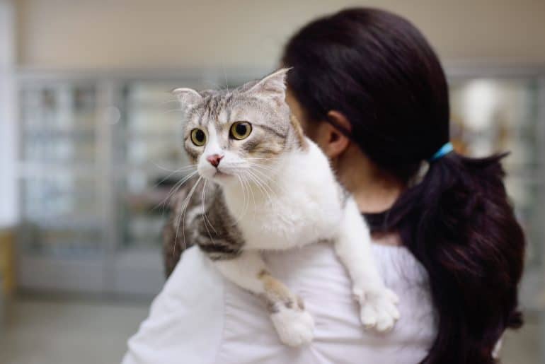 cat breeds British lop sits on the shoulder of a female veterinarian