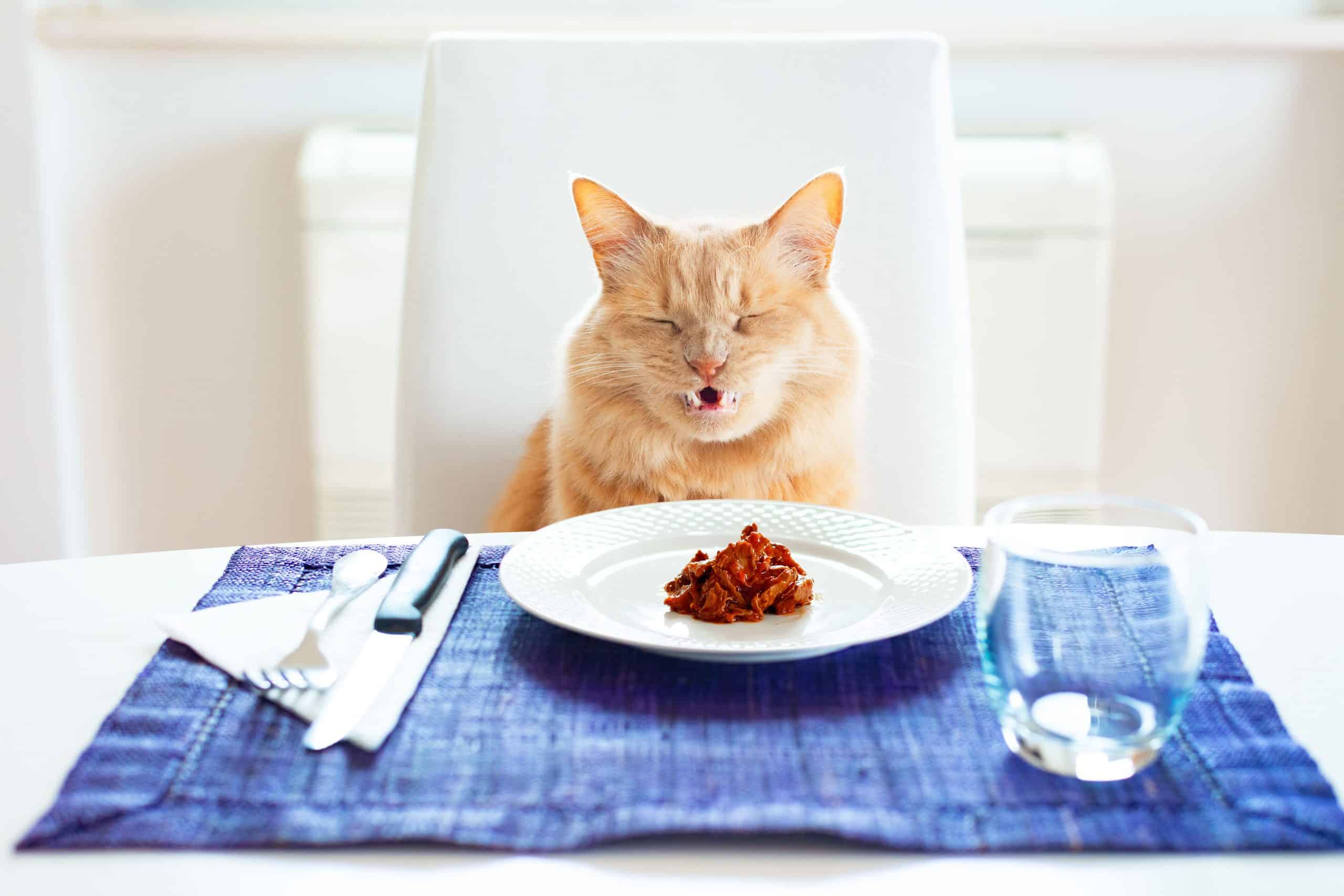 Cat with a funny angry expression there is wet food in the plate sitting in front on a table set like a human