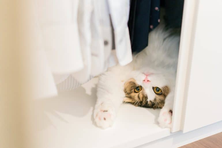 Cat in closet