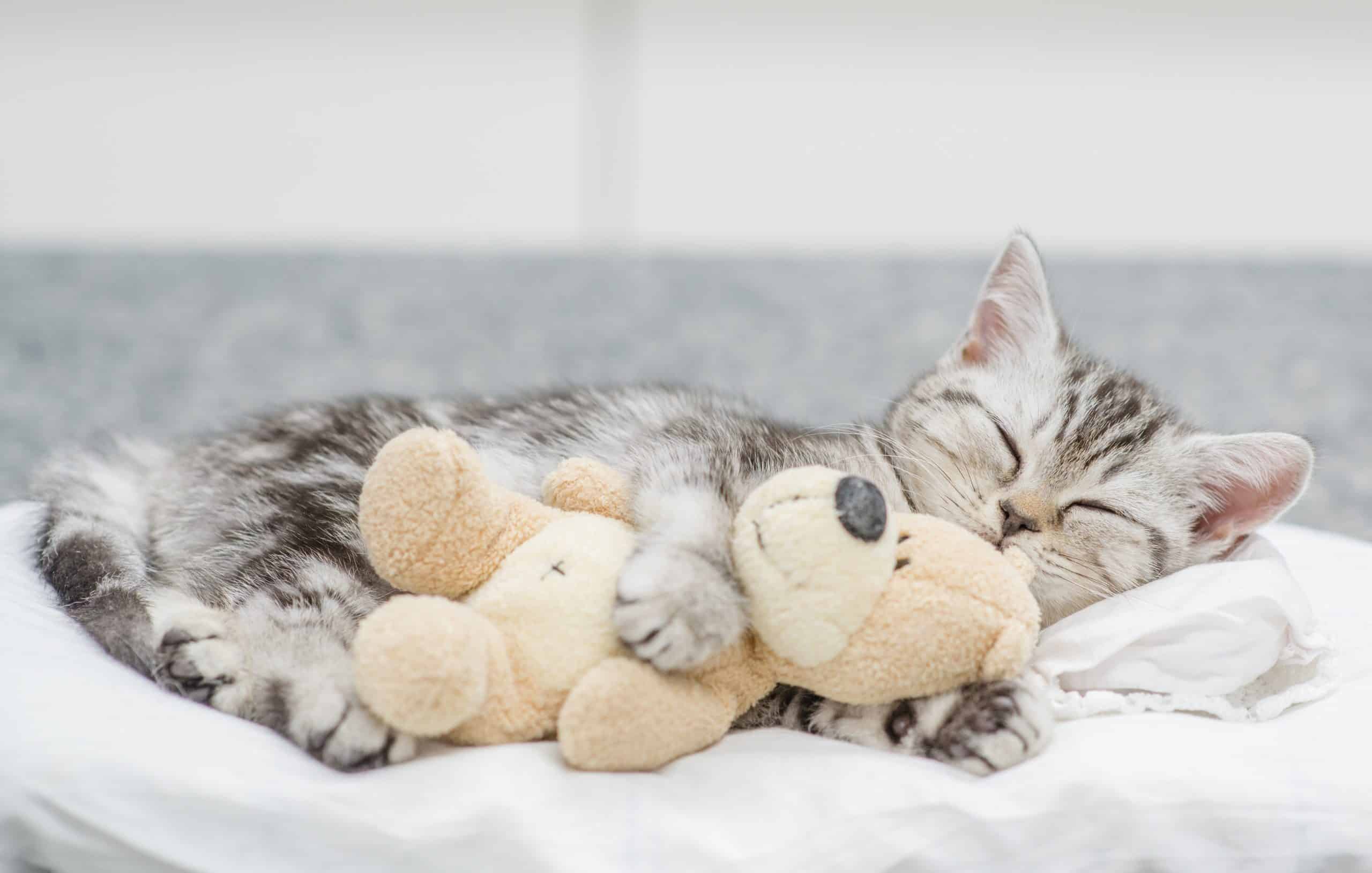 Cute baby kitten sleeping with toy bear.