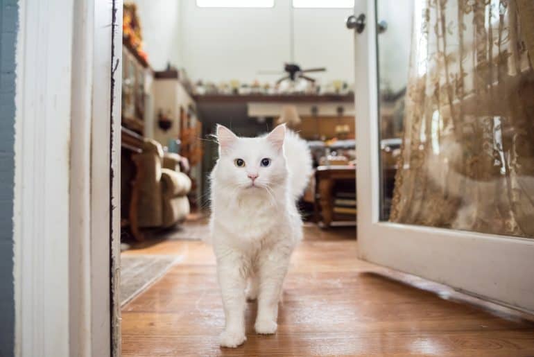 Adorable white cat with a green and blue eye can't decide to go in or out of a door, in a lovely southern home with autumn decor in the background.