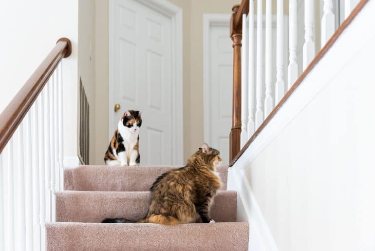 cats on stairs