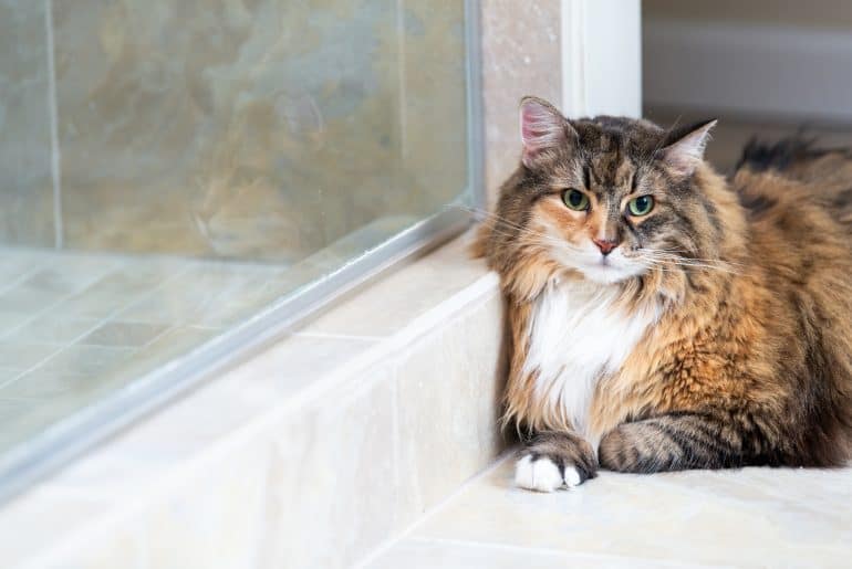 Calico maine coon cat face closeup resting leaning on shower glass door wall step in bathroom room in house lying down sad