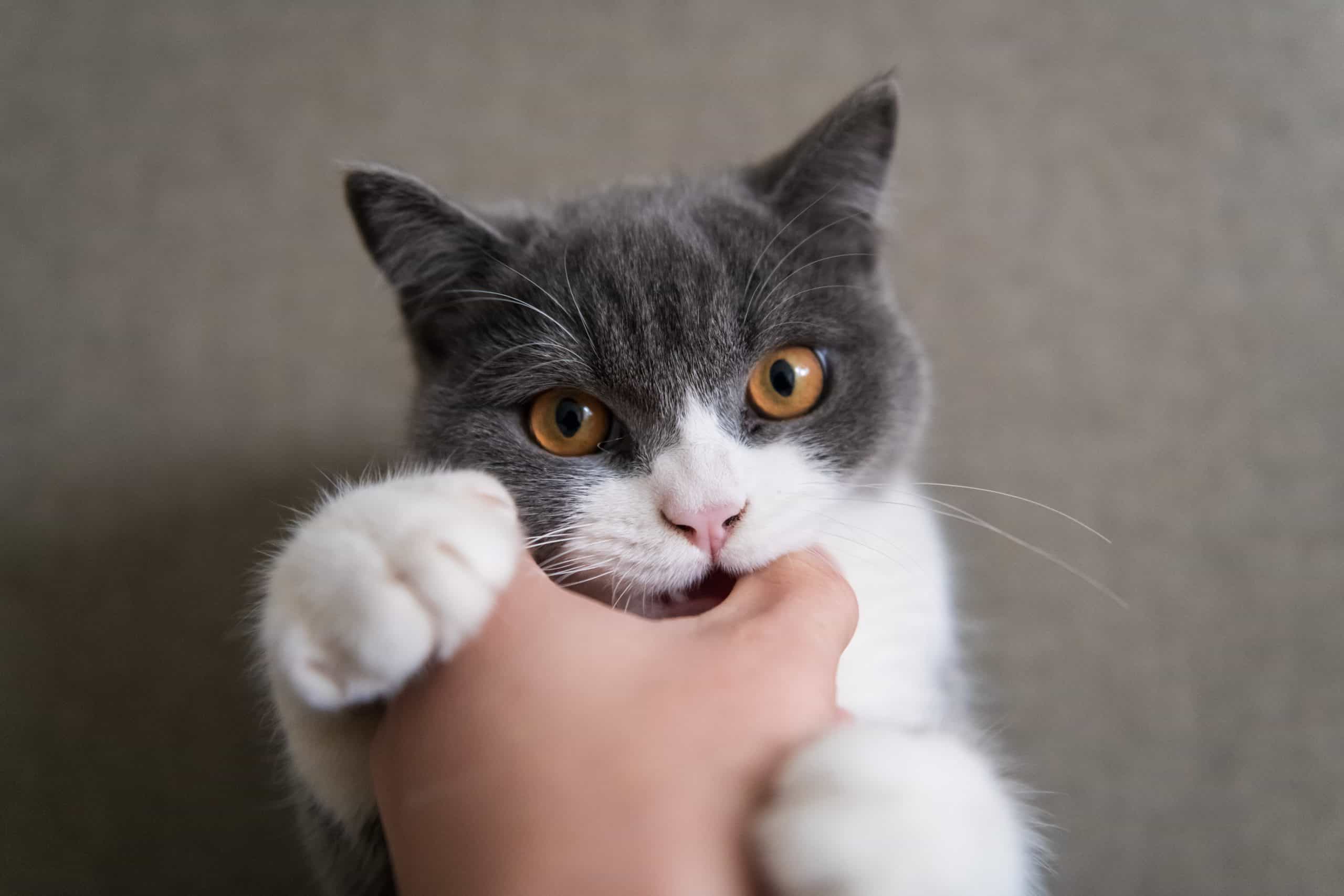 Fingers playing with kittens