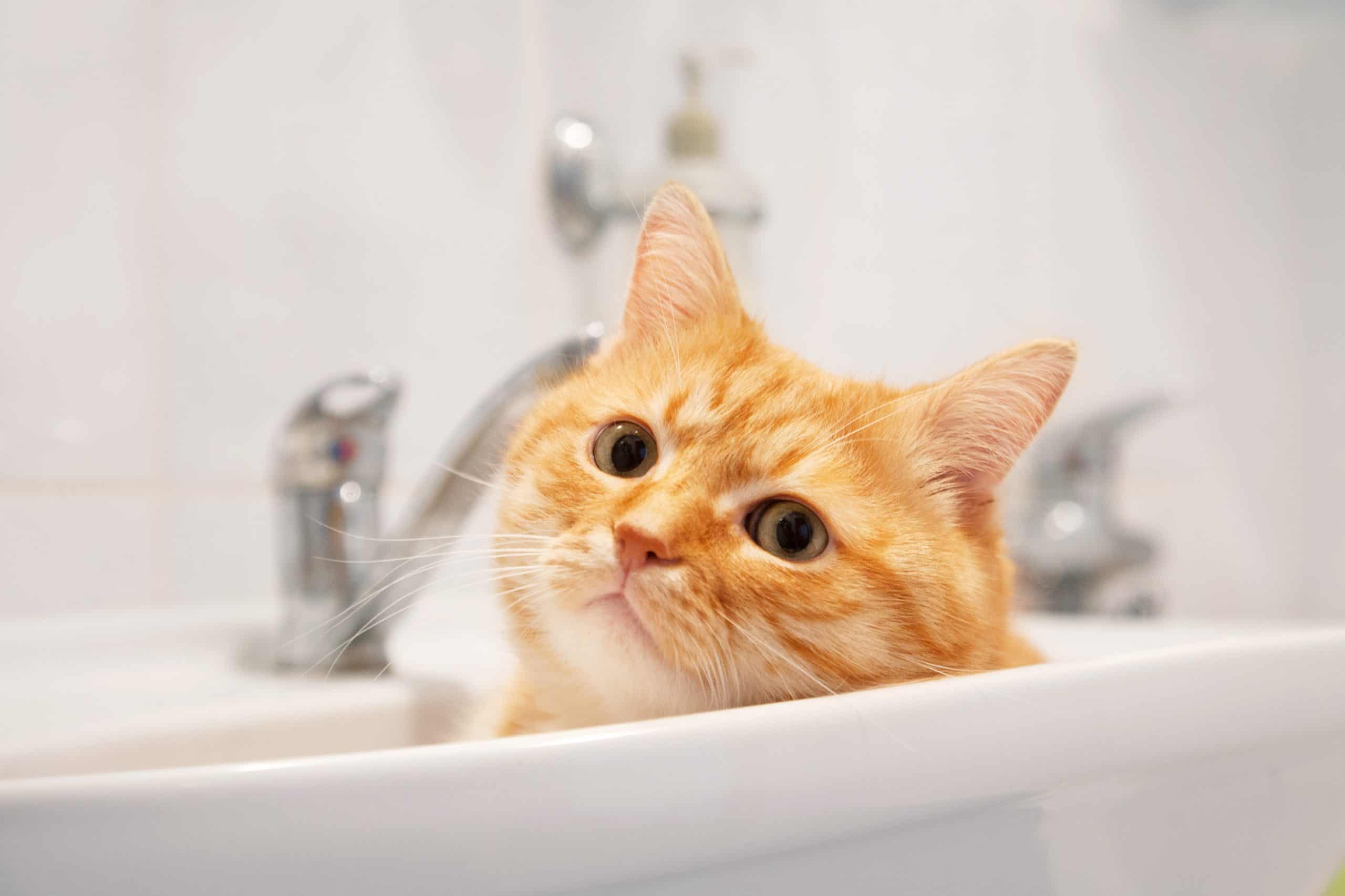 Why Does My Cat Scratch The Bathtub, Cat Diarrhea In Bathtub