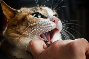 Ferocious red cat bites its owner in the arm with all its power