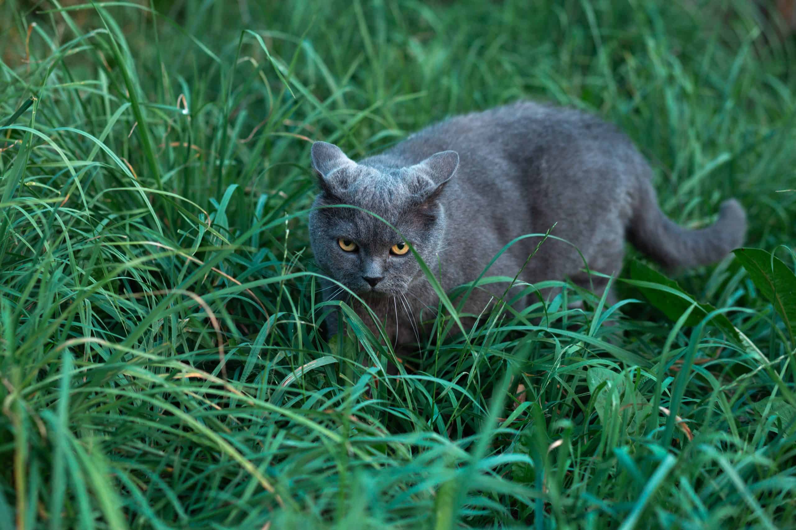 British adult cat presses ears and sneaks in the grass