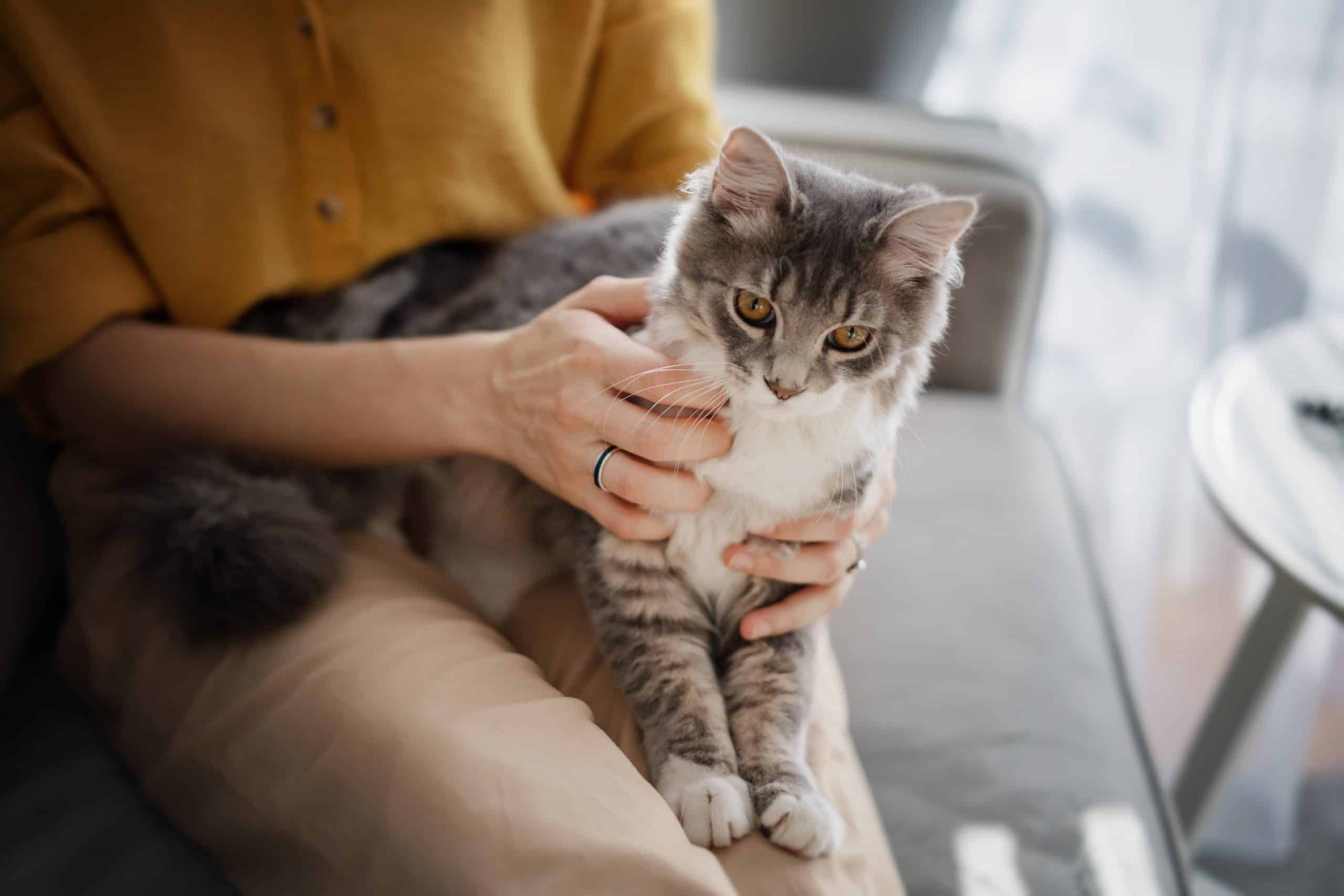 Beautiful gray cat sitting on the lap of the hostess at home