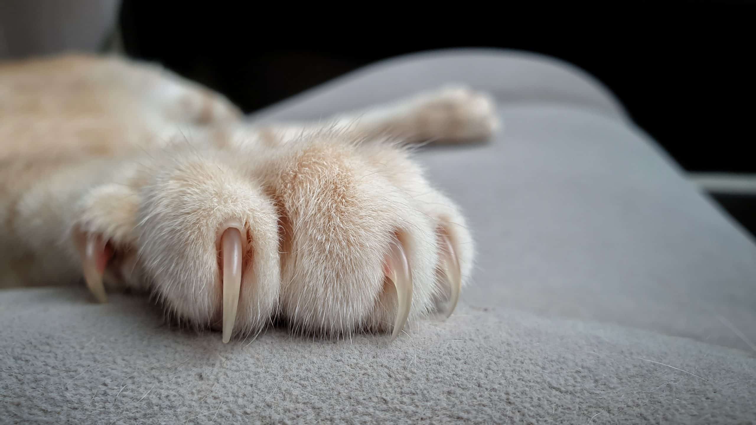 cat's paws with long and sharp claws on fabric sofa