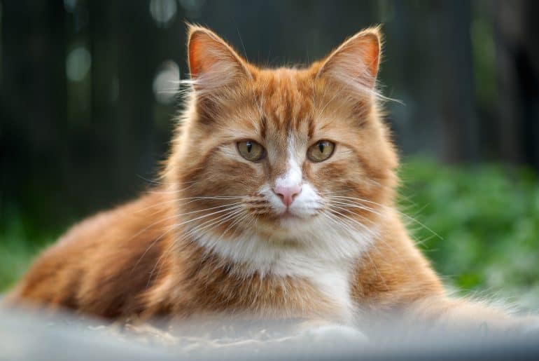 The big, red, fluffy cat. Nature, green grass, summer. Portrait of a luxury cat