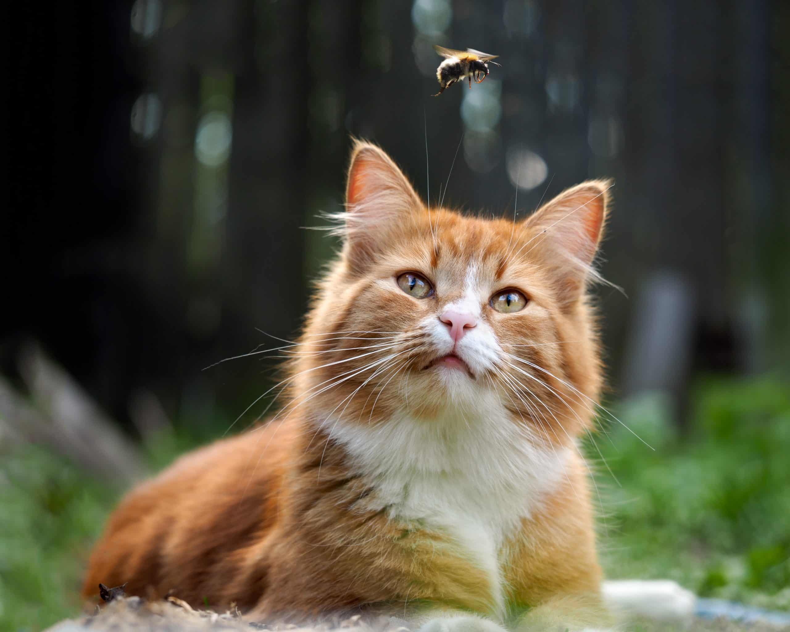 The cat is watching the flight of the bumblebee. Cat large, red and fluffy. Conceptually - animals outdoor recreation. Cat hunts for insects. Insect bites and allergies in animals