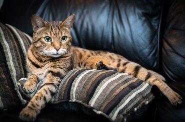 Portrait of a Bengal cat lying down on the sofa