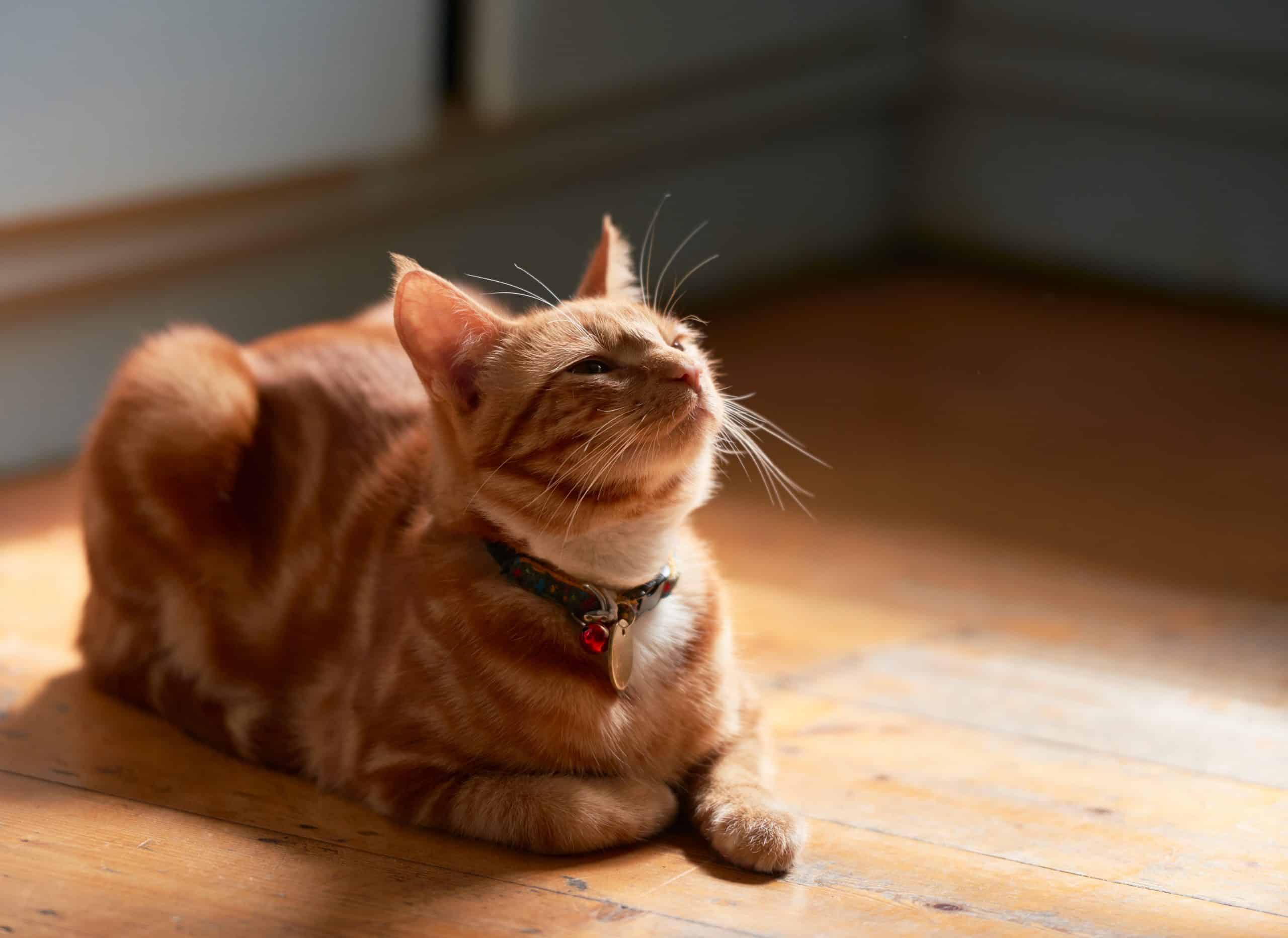 Adorable young ginger red tabby cat back lit laying on a wooden floor looking up