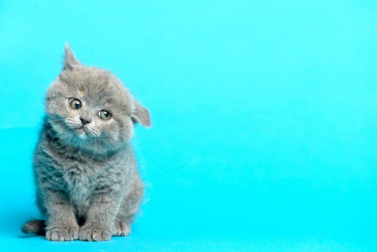 Cat blue background