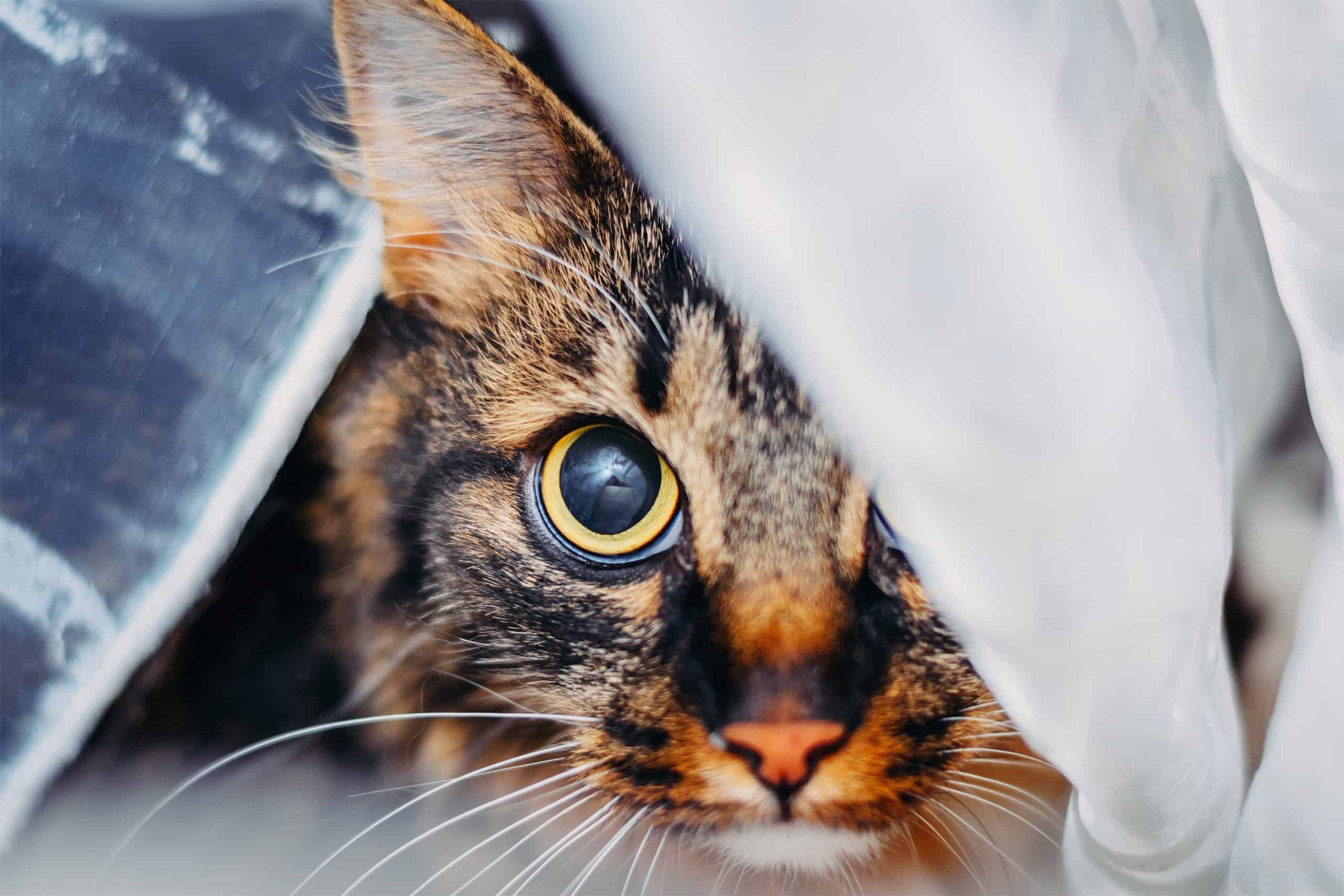 Close-up portrait of cat looking big eyes at camera, hidden behind curtain