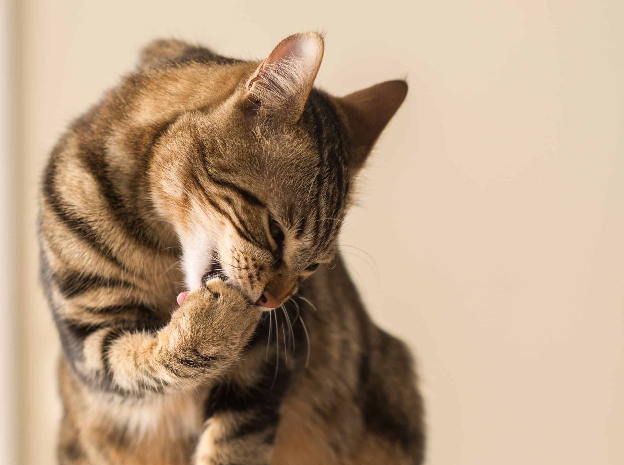 Beautiful feline cat licking himself at home