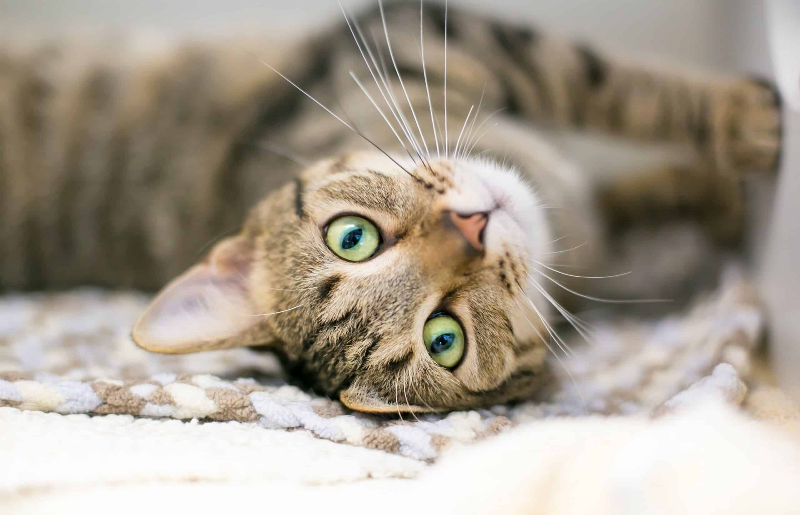 A domestic shorthair tabby cat lying upside down on a blanket