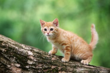 red tabby kitten posing on a tree outdoors