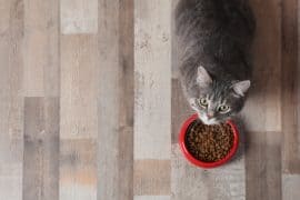 Cat near food bowl