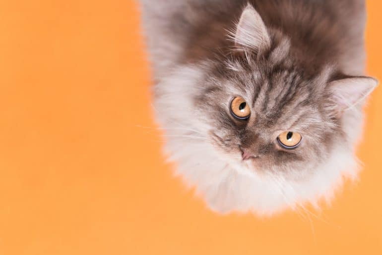 Beautiful fluffy cat is isolated on an orange background, looking into the camera. Nice cat on an orange background