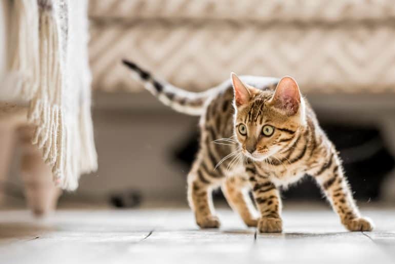A Bengal kitten standing in a living room ready to pounce at something under a frilled sofa