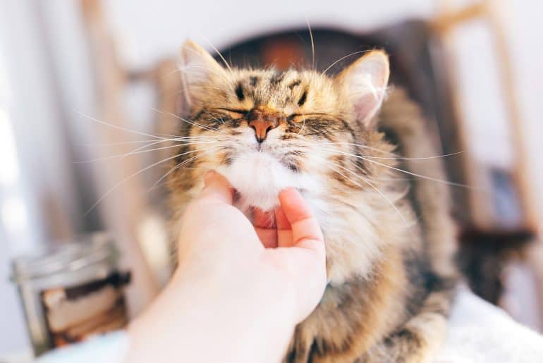 Owner hand caressing cute cat on table. Maine coon with funny emotions relaxing indoors. Person petting cat, sweet moment. Adorable furry friend, adoption concept. Pleasure