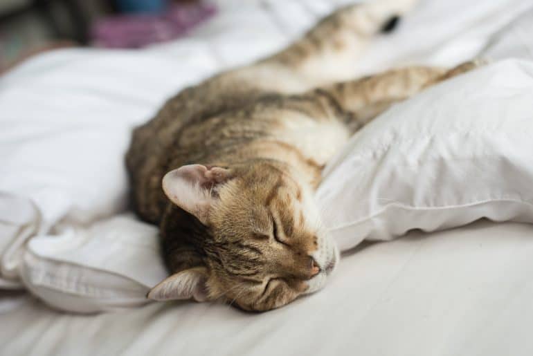 lazy and funny tabby cat stay on a bed at home