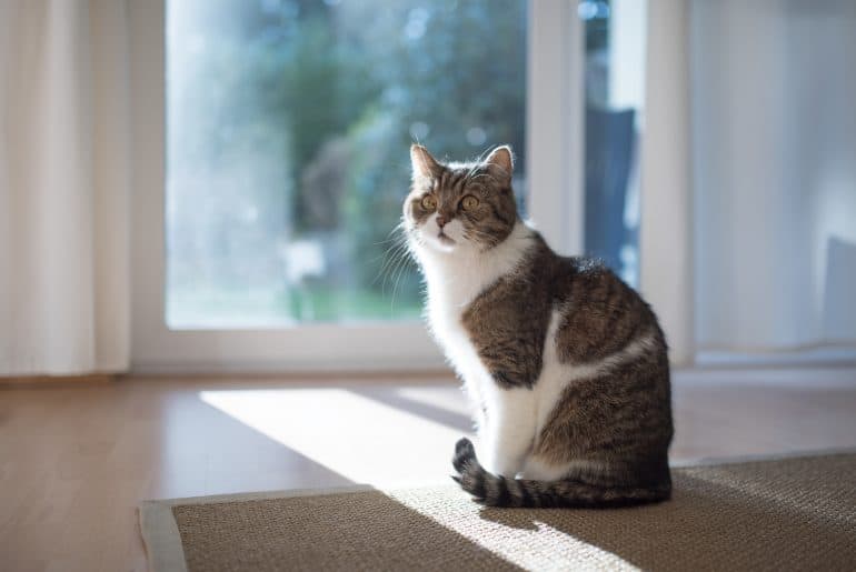 cat standing in front of window