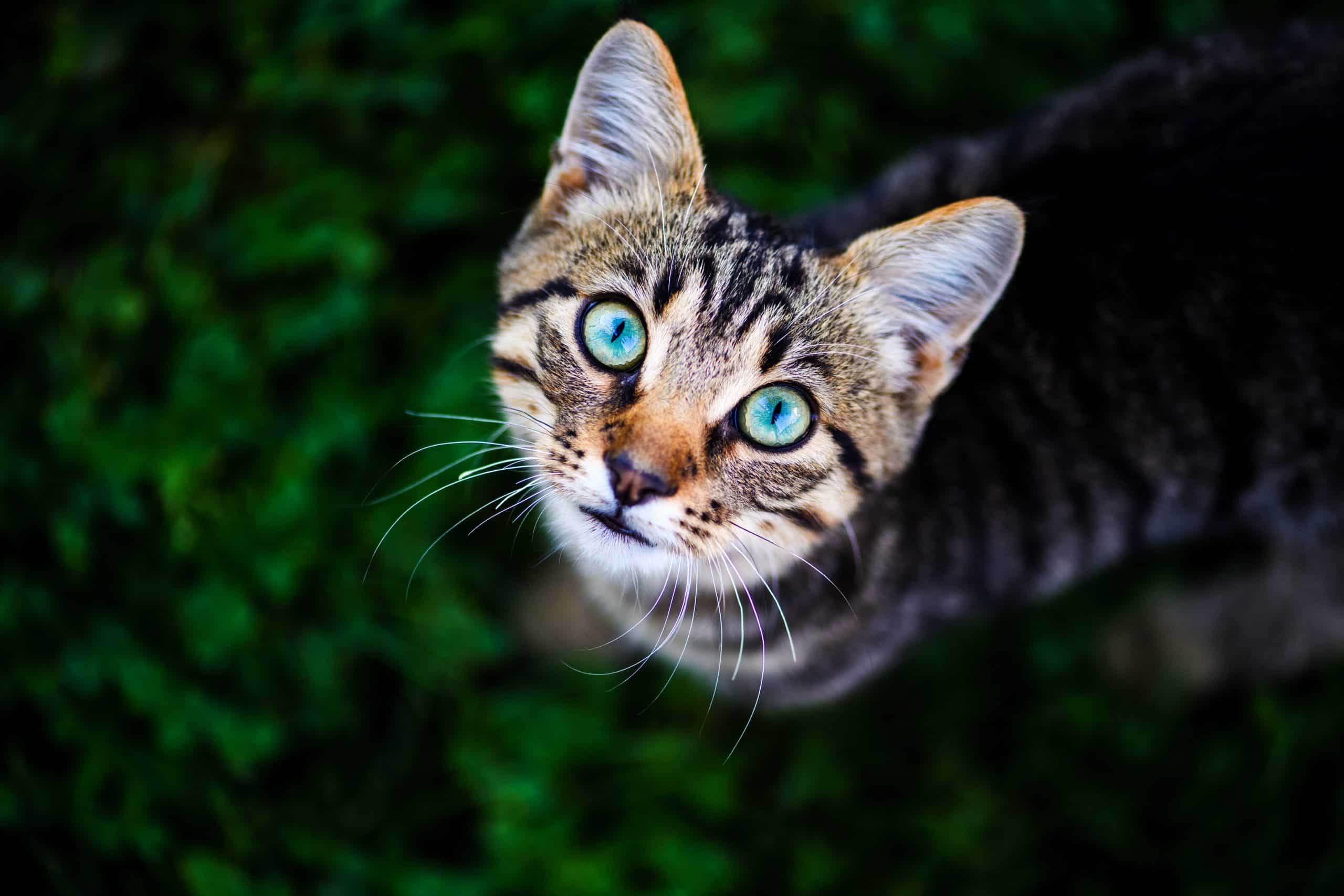 cat with amazing eyes