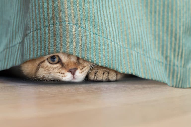 funny cat hidden under curtain