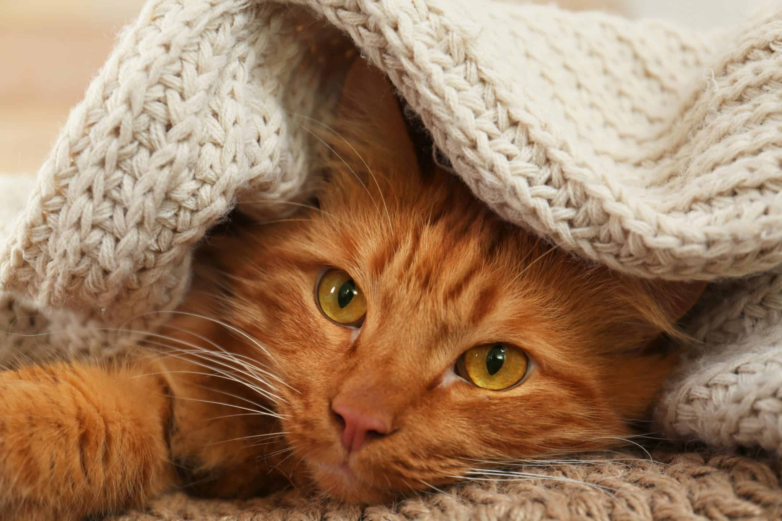 Adorable ginger cat under plaid at home. Cozy winter