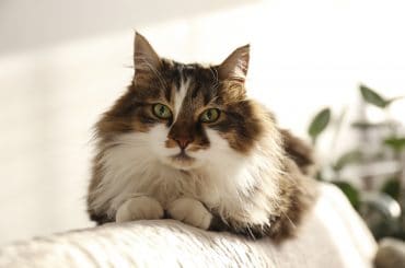 Portrait of cute siberian cat with green eyes lying on the back of white textile sofa at home