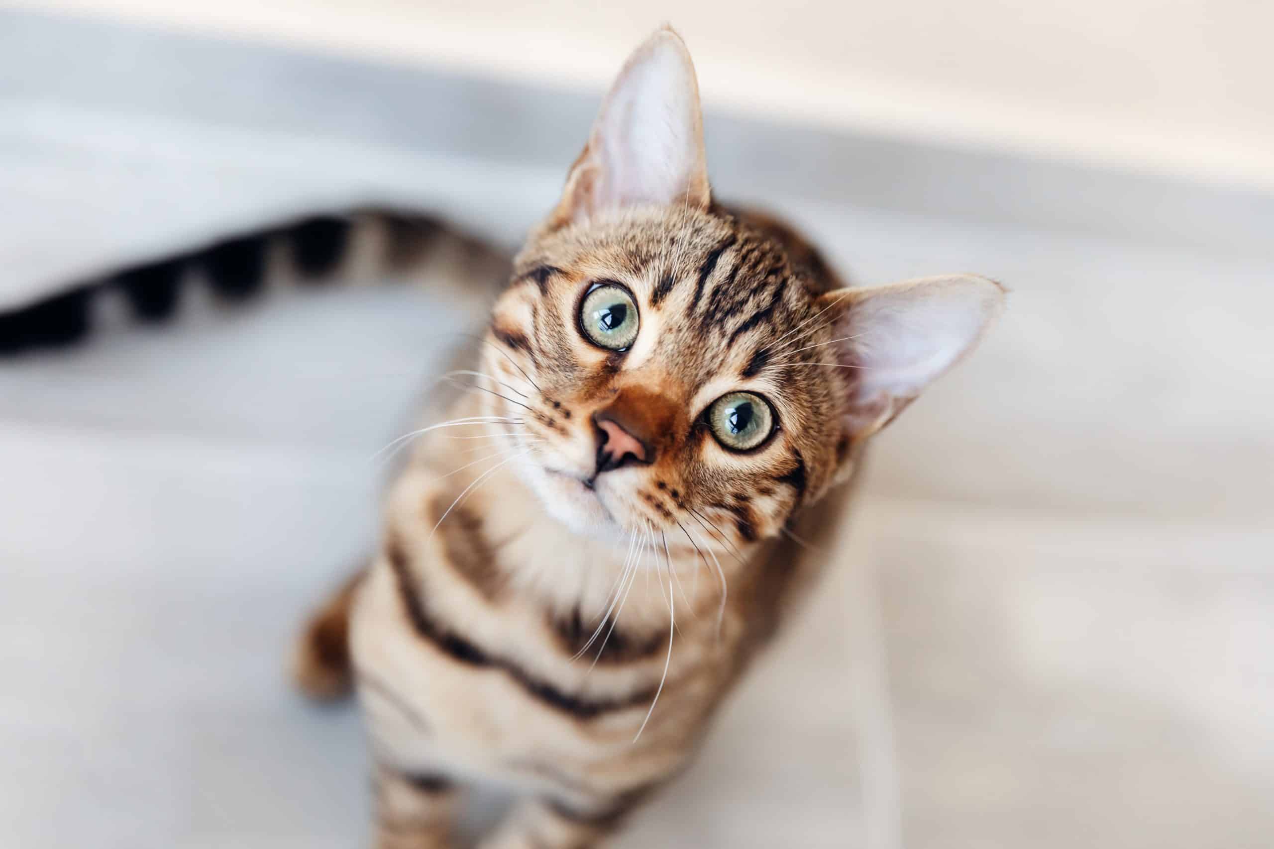 Portrait of bengal cat sitting down and look at camera. top view.