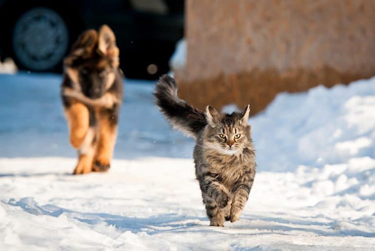 German shepherd puppy running behind tabby cat